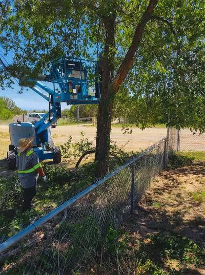 Maintenance worker trimming tree